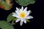 American waterlily